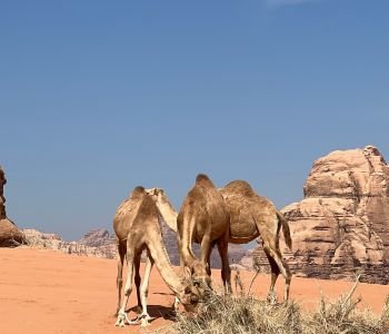 Desert horseback experience