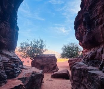 Bedouin horses in Wadi Rum