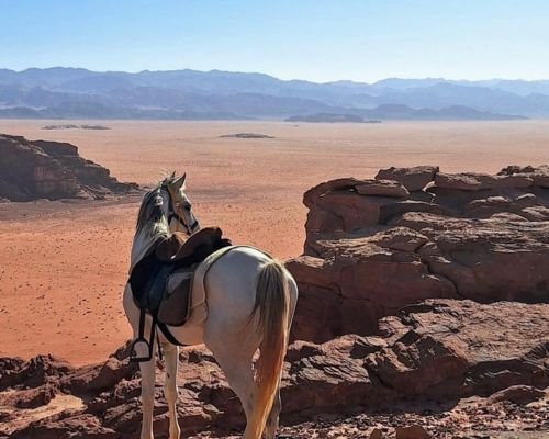 Sunset horse ride in Wadi Rum